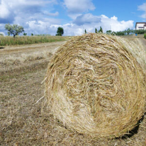 Paglia di foraggio